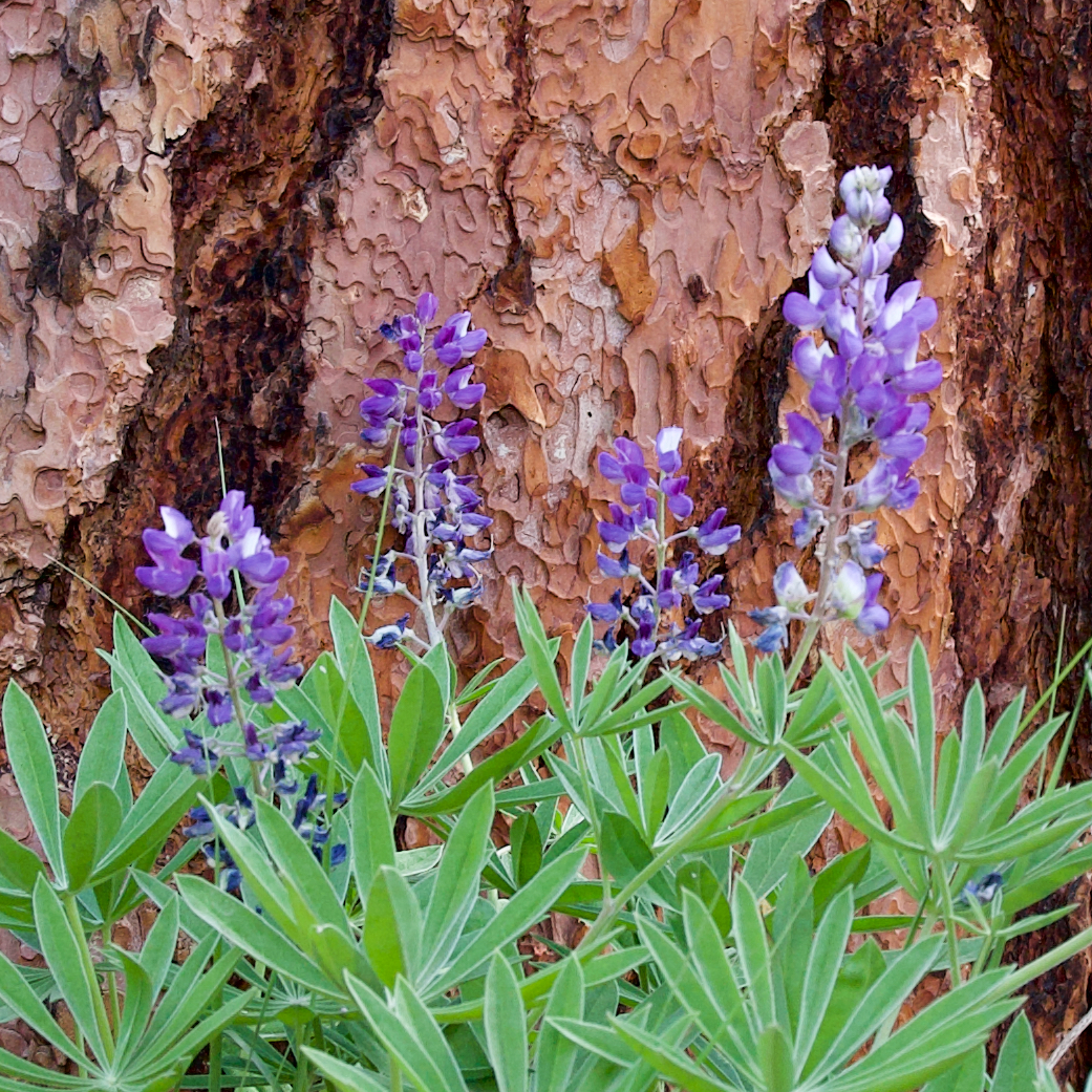 Sauer's Mountain — Washington Trails Association